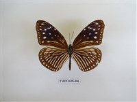 藏品(異紋紫斑蝶)的圖片